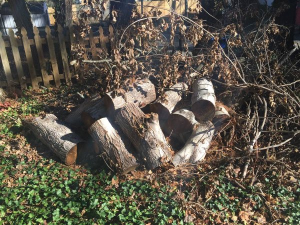 Hi, I was offered this firewood pile for free. I live in Western NC 