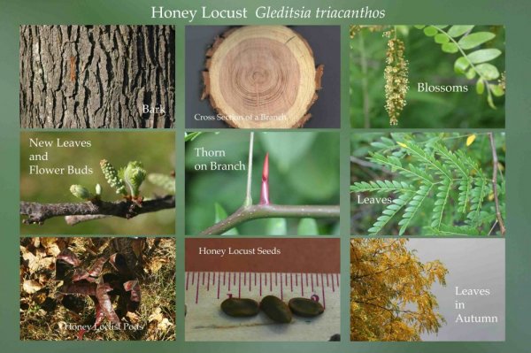 HoneyLocustComposite.jpeg