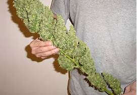 giant buds.jpg