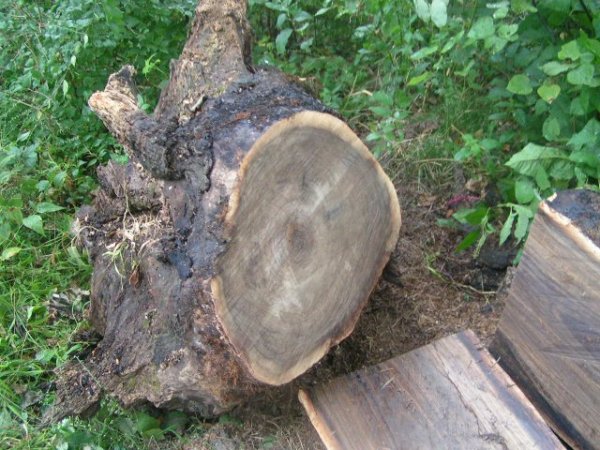 walnut stump church sept 2012.jpg