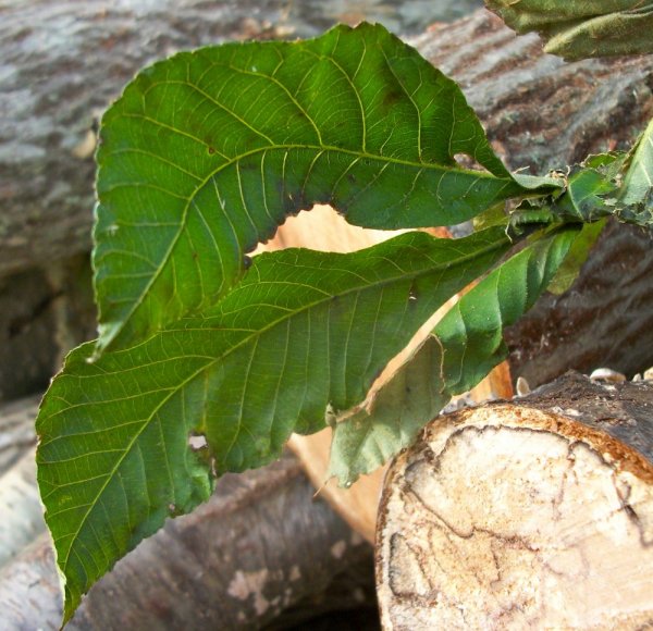 100_7304.JPG