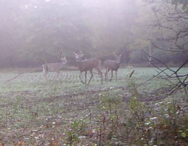4 bucks opening morning.jpg