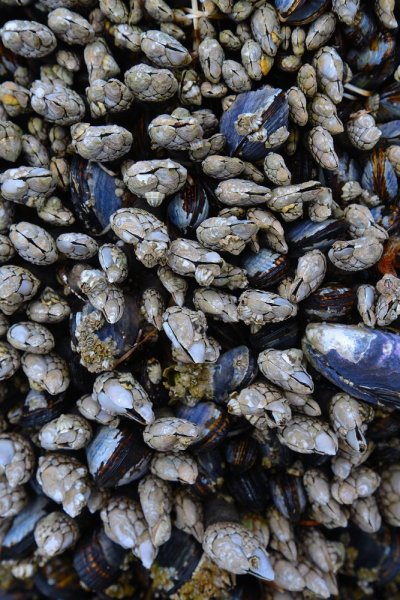 Cannon Beach mussels.JPG