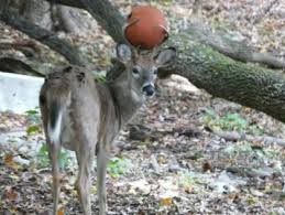 basketball deer.jpg