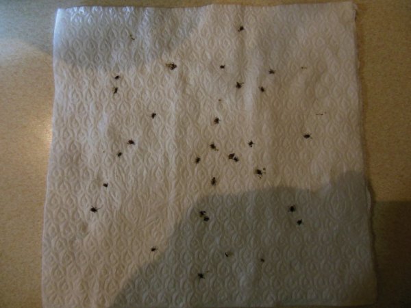 Ticks on Benny 003.JPG