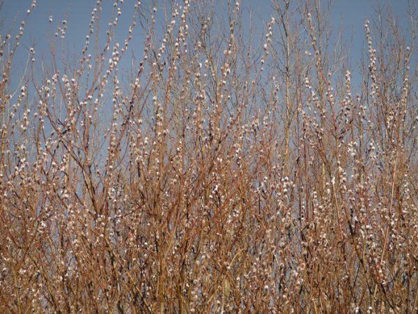 DSCF2592.JPG