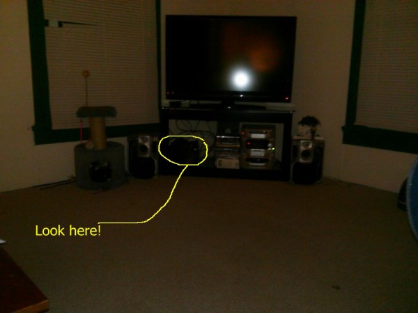 the cat.jpg
