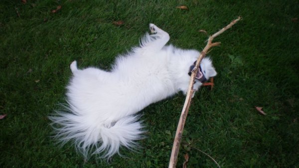 Giz upside down with branch.jpg