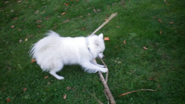 Giz stripping bark off branch.jpg