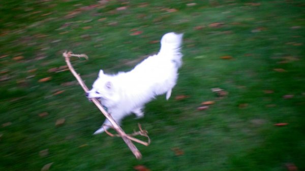 Giz running with branch.jpg