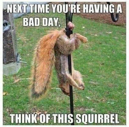 squirrel.jpg