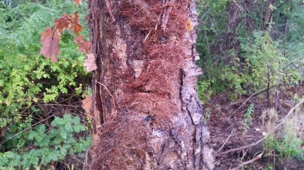 Poison ivy vine trunk root.jpg
