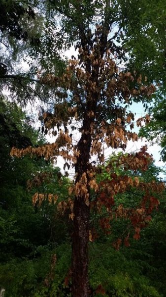 Poison ivy vine dead.jpg