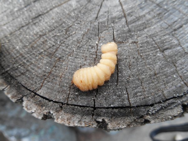 wood worms 001.JPG