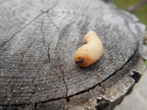 wood worms 002.JPG