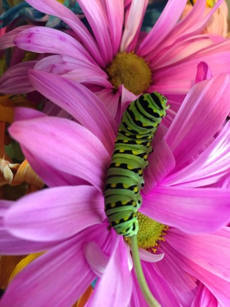 monarch_caterpillar.jpg