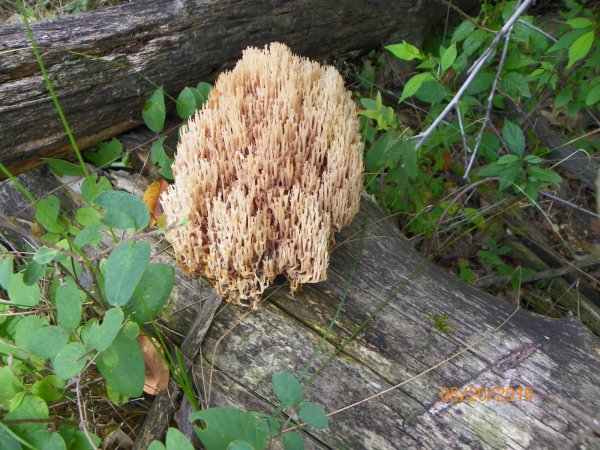 Fungus-1.JPG