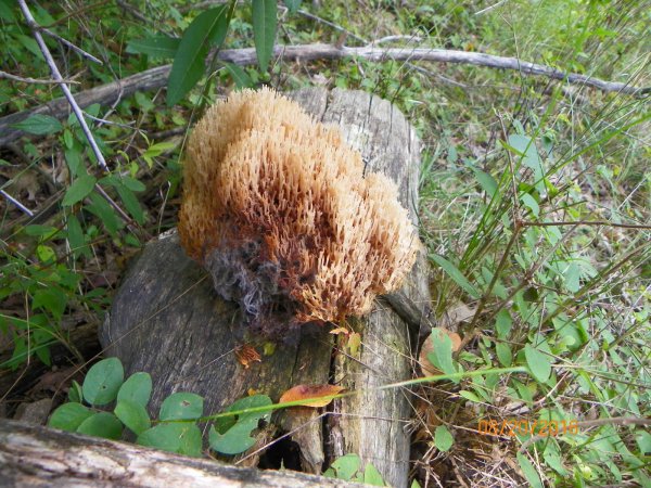 Fungus-2.JPG
