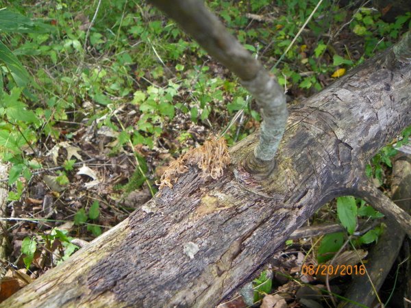Fungus-3.JPG
