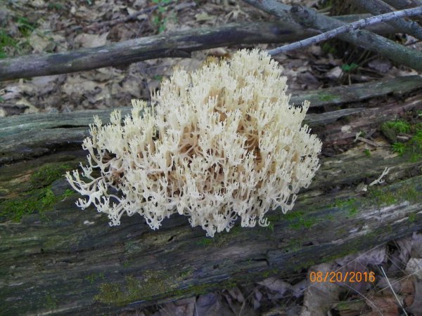 Fungus-4.JPG