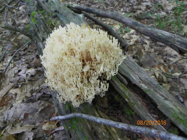 Fungus-5.JPG