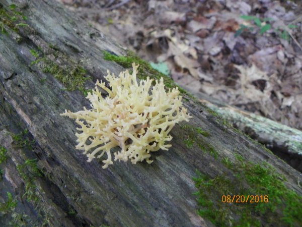 Fungus-6.JPG
