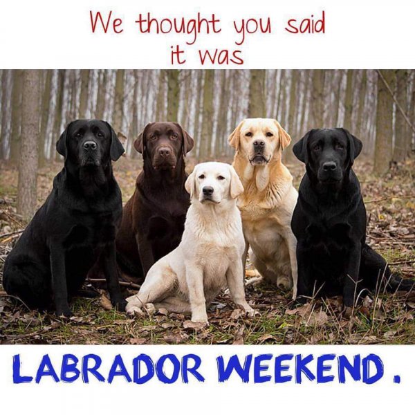 Labrador Weekend.jpg