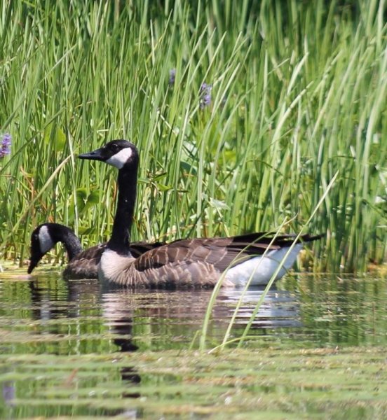 canadian geese.htm.jpg