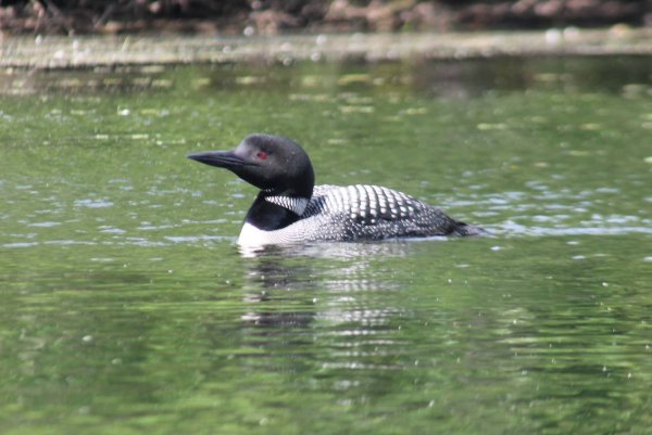 Loon on local stream.jpg