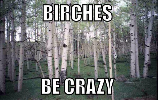 birches_be_crazy.jpg