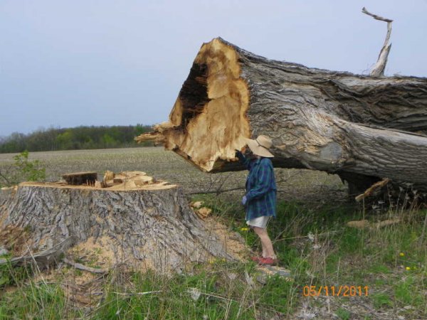 Cottonwood-Judy.JPG