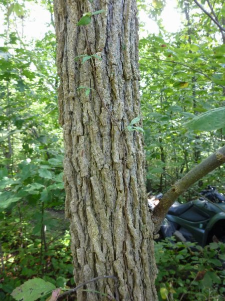 small trunk.JPG