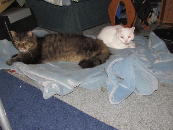 Fuzzy and Rita on Blanket2.jpg