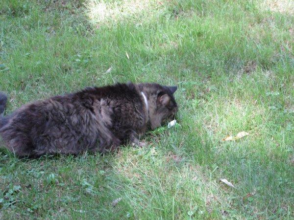 Fuzzy with catnip2.jpg