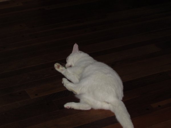 Rita with catnip2.jpg