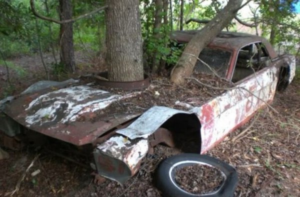 Mustange for sale.jpg