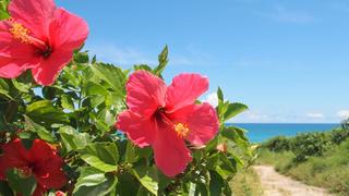 meaning-hibiscus-flowers_600335cd0a95b1.jpg