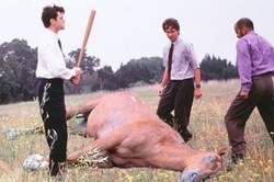 dead-horse.JPG