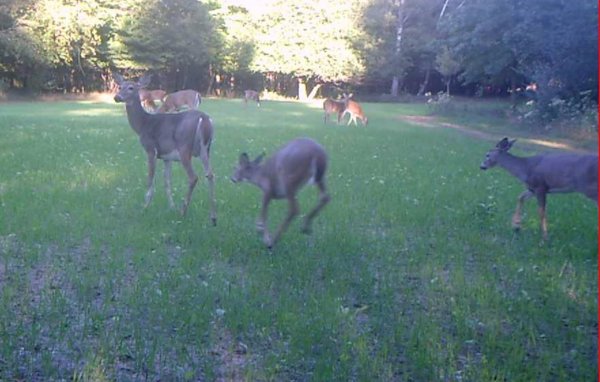 9 in food plot.jpg