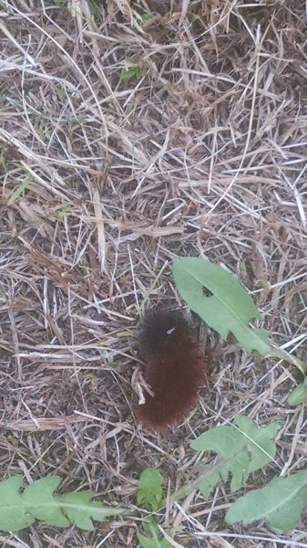 IMG_20161004_155025765.jpg