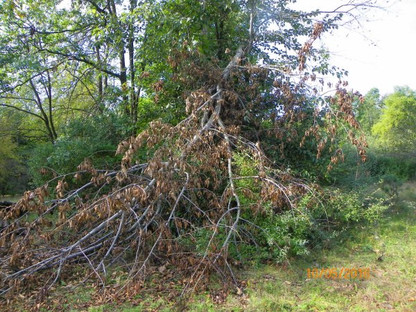 Broken hybrid poplar.JPG