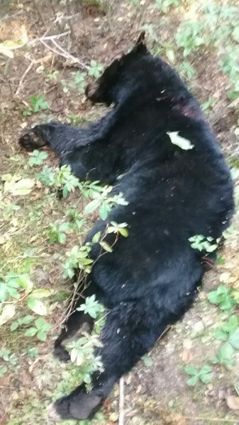 nb bear.jpeg