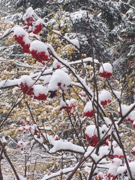 Mtn Ash Berries.JPG