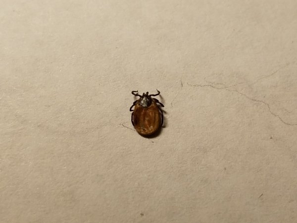 cindy's tick.jpg