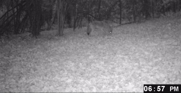 Coyote-1.jpg