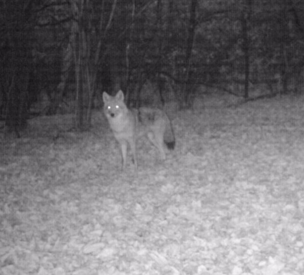Coyote-2.jpg