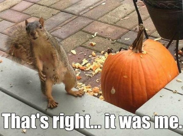 squirrel_pumpkin.jpg