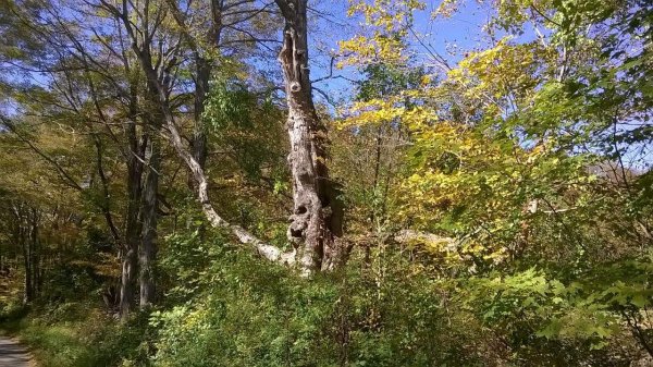 spooky tree.jpg