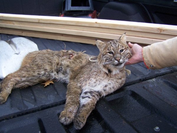 12 nov cat 09 001 (2).jpg