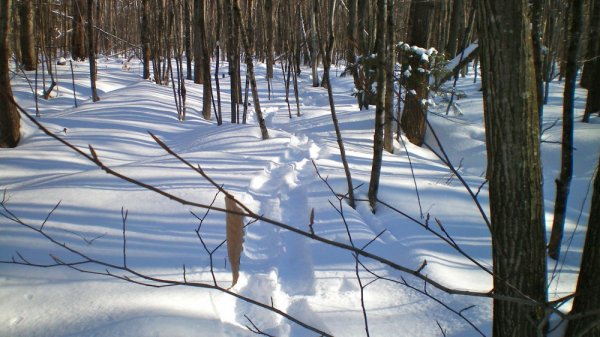 1st snow shoe #3.jpg